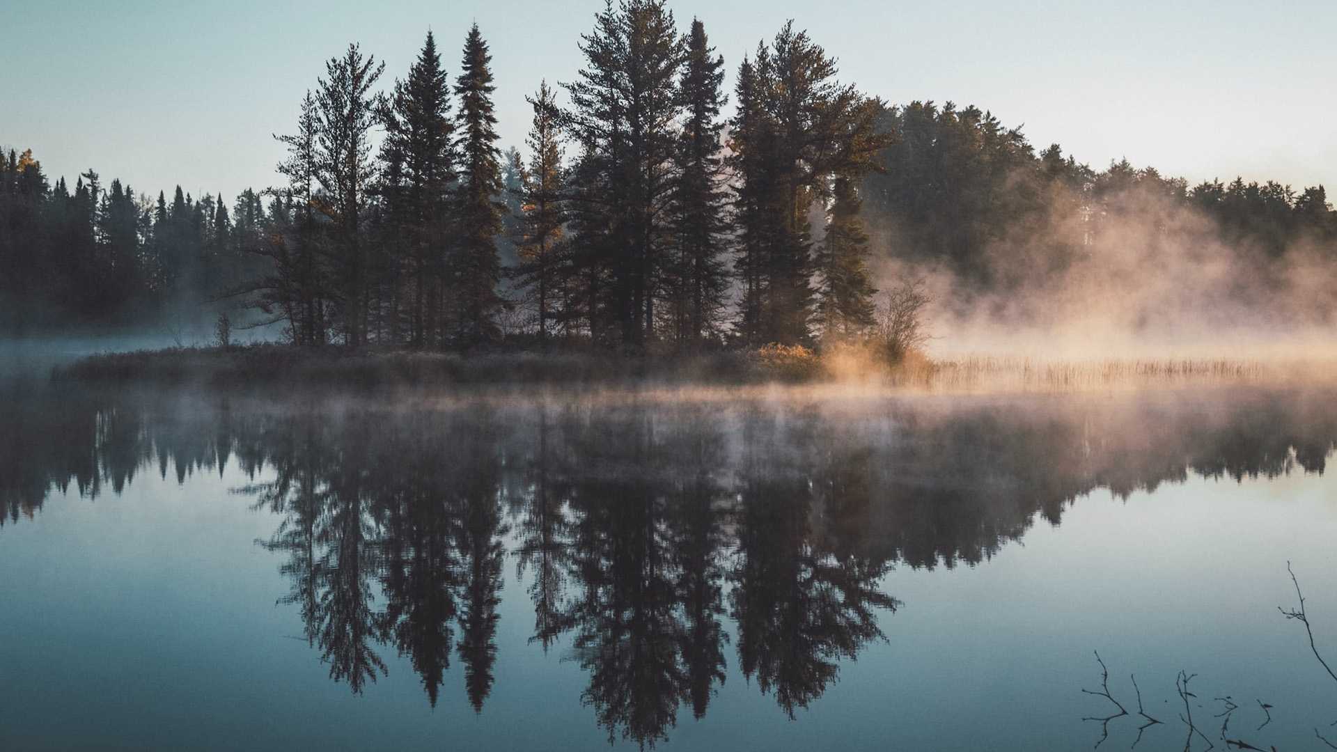Skog och vatten med dimma